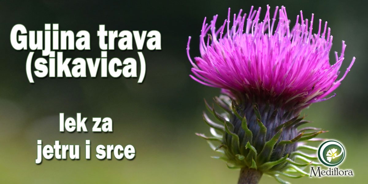 Gujina-trava-(sikavica)—lek-za-jetru-i-srce Gujina trava (sikavica) - lek za jetru i srce