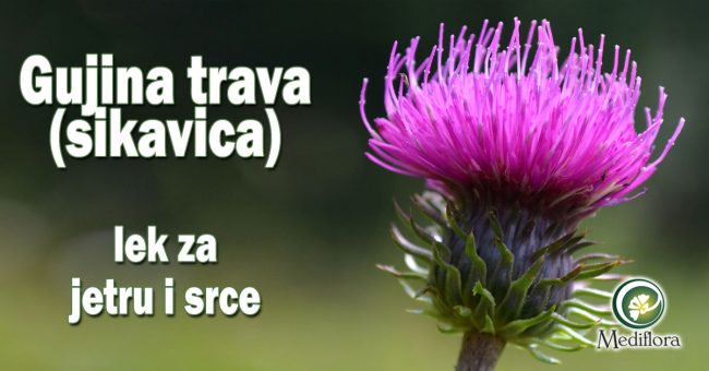 Gujina-trava-(sikavica)—lek-za-jetru-i-srce Gujina trava (sikavica) - lek za jetru i srce