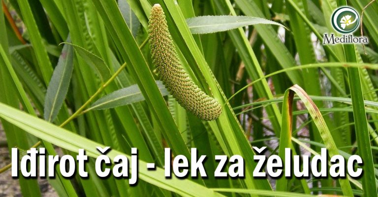 Idirot-caj—lek-za-želudac Iđirot čaj - lek za želudac