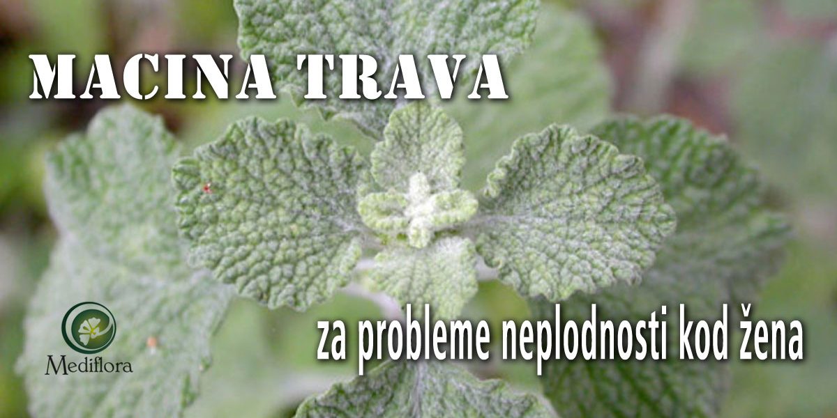 Macina trava (očajnica) za probleme neplodnosti kod žena