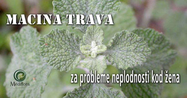 Macina-trava-ocajnica-za-probleme-neplodnosti-kod-žena Macina trava (očajnica) za probleme neplodnosti kod žena