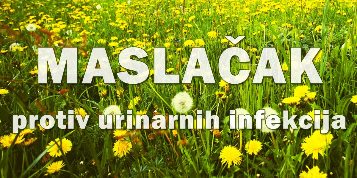 Maslačak protiv urinarnih infekcija