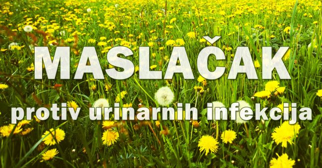 Maslacak-protiv-urinarnih-infekcija Maslačak protiv urinarnih infekcija