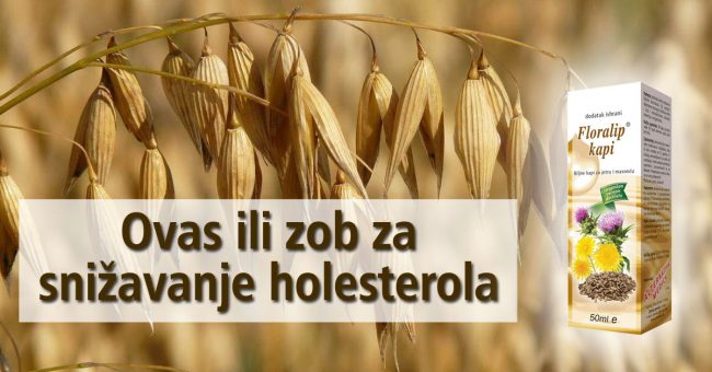 Ovas-ili-zob-za-snižavanje-holesterola Ovas ili zob za snižavanje holesterola