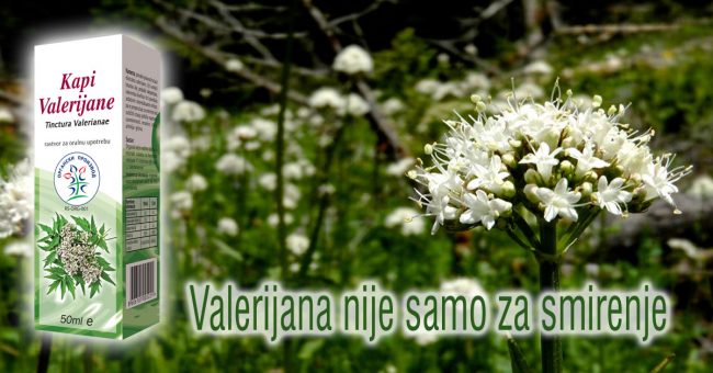 Valerijana-nije-samo-za-smirenje