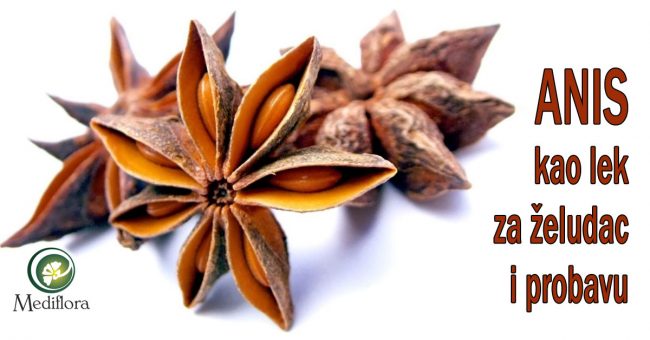 Anis-kao-lek-za-želudac-i-probavu Anis kao lek za želudac i probavu