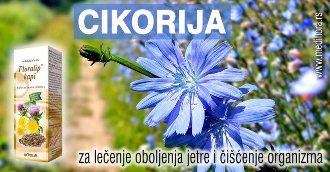 Cikorija-za-lecenje-oboljenja-jetre-i-cišcenje-organizma Cikorija za lečenje oboljenja jetre i čišćenje organizma
