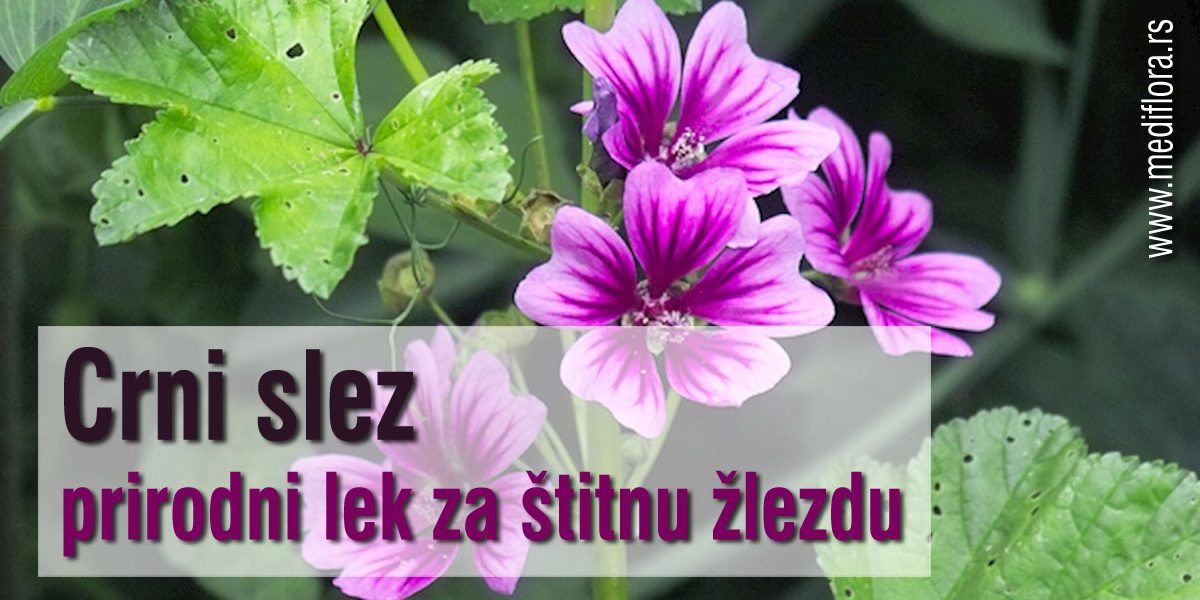 Crni-slez—prirodni-lek-za-štitnu-žlezdu
