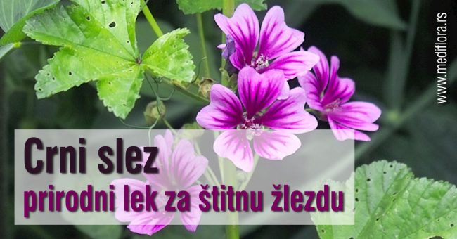 Crni-slez—prirodni-lek-za-štitnu-žlezdu