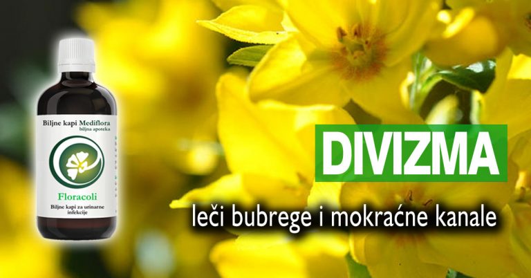Divizma-leci-bubrege-i-mokracne-kanale Divizma leči bubrege i mokraćne kanale