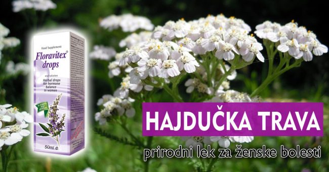 Hajducka-trava—prirodni-lek-za-ženske-bolesti