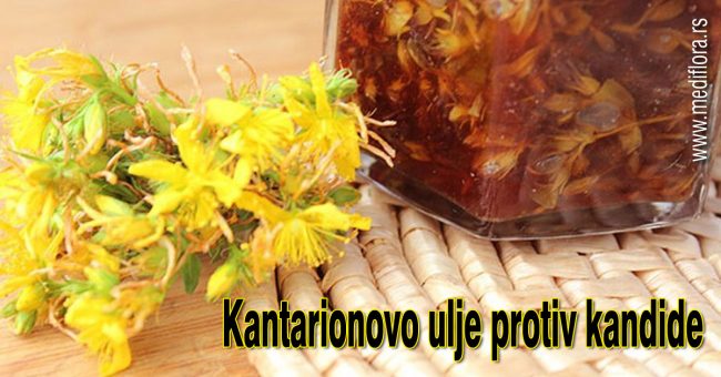 Kantarionovo-ulje-protiv-kandide
