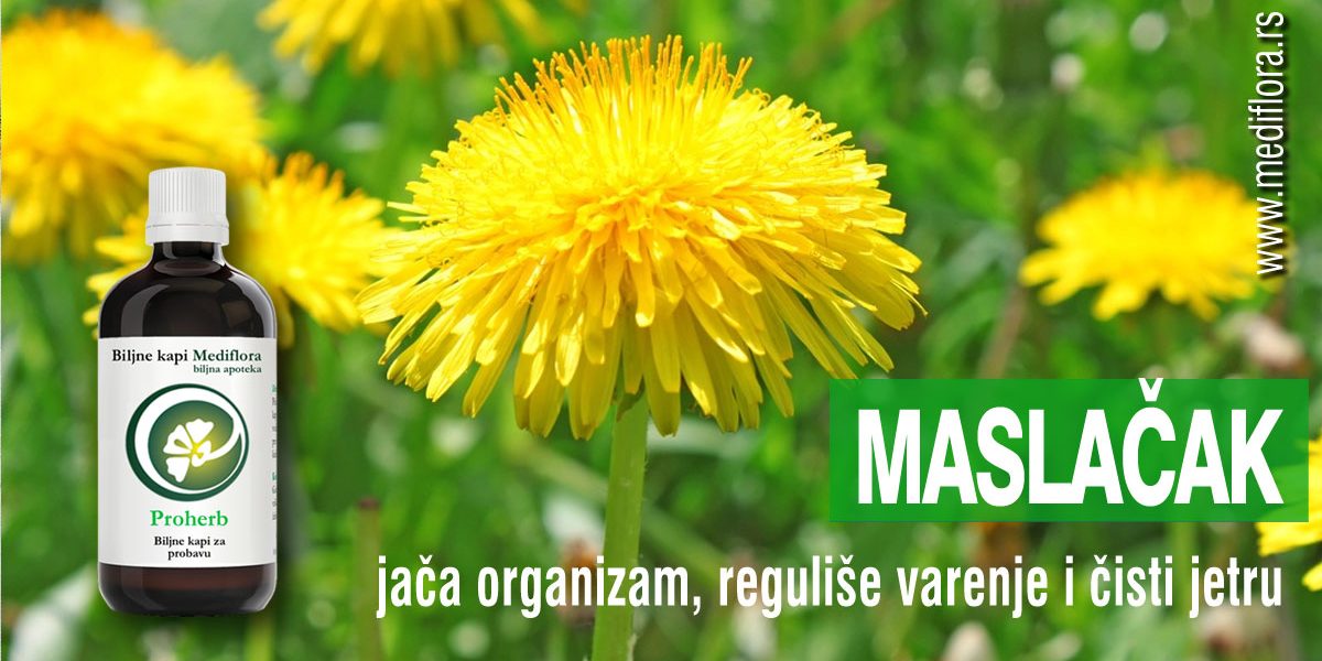 Maslacak-jaca-organizam,-reguliše-varenje-i-cisti-jetru