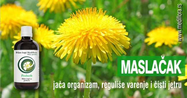 Maslacak-jaca-organizam,-reguliše-varenje-i-cisti-jetru