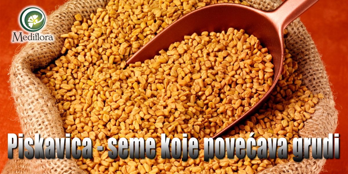 Piskavica - seme koje povećava grudi