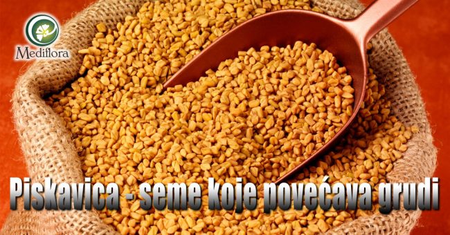 Piskavica—seme-koje-povecava-grudi Piskavica - seme koje povećava grudi