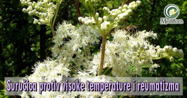 Surucica-protiv-visoke-temperature-i-reumatizma Suručica protiv visoke temperature i reumatizma