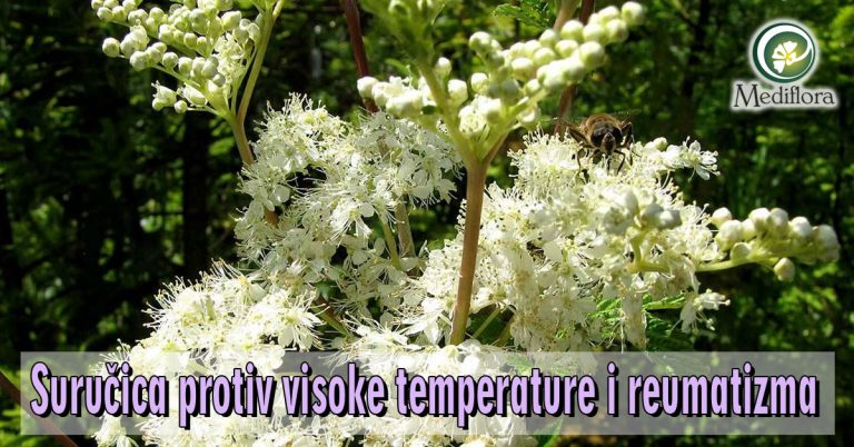 Surucica-protiv-visoke-temperature-i-reumatizma Suručica protiv visoke temperature i reumatizma