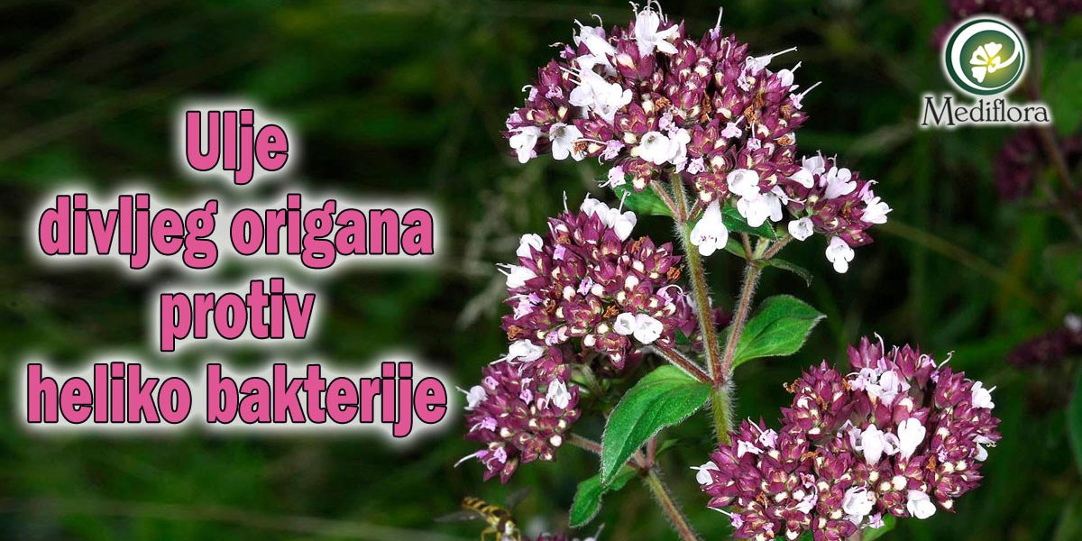 Ulje-divljeg-origana-protiv-heliko-bakterije
