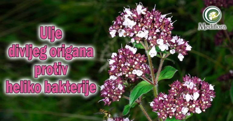 Ulje-divljeg-origana-protiv-heliko-bakterije