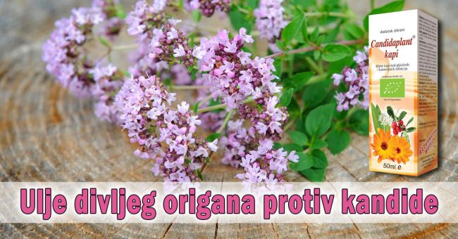 Ulje-divljeg-origana-protiv-kandide