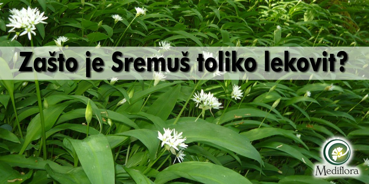 Zašto je Sremuš toliko lekovit?