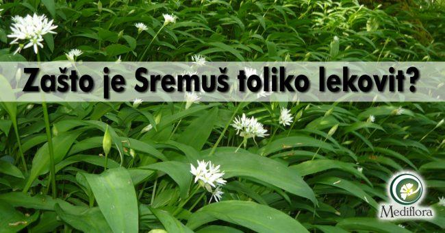 Zašto-je-Sremuš-toliko-lekovit Zašto je Sremuš toliko lekovit?