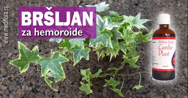 bršljan-za-hemoroide