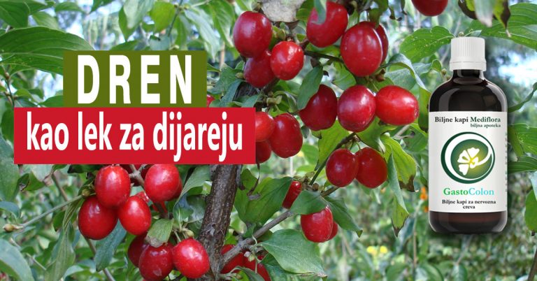 dren-kao-lek-za-dijareju dren kao lek za dijareju
