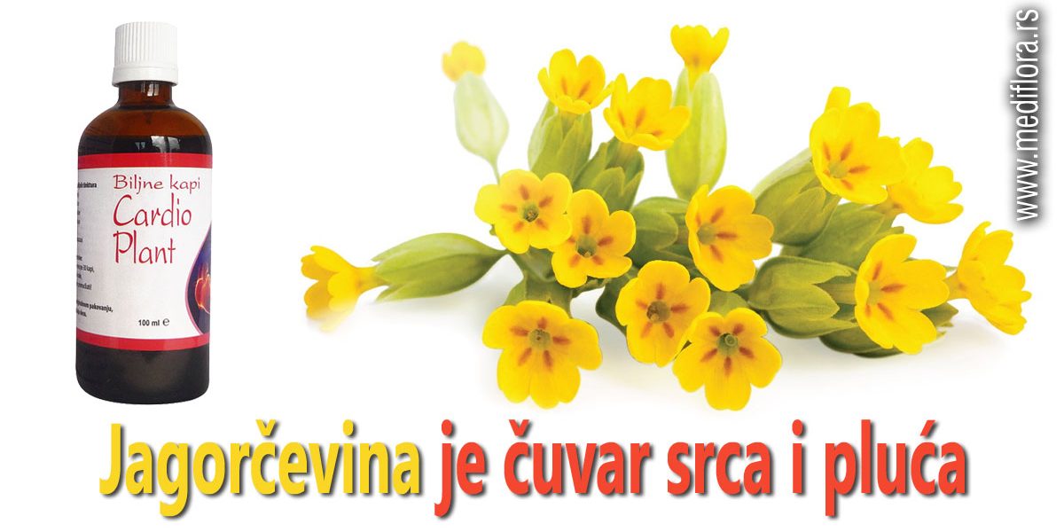 Jagorčevina je čuvar srca i pluća