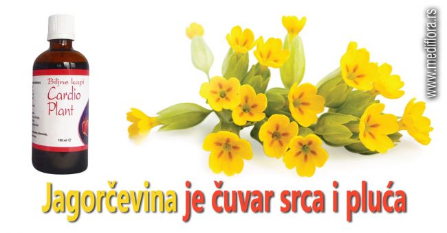 Jagorcevina-je-cuvar-srca-i-pluca Jagorčevina je čuvar srca i pluća