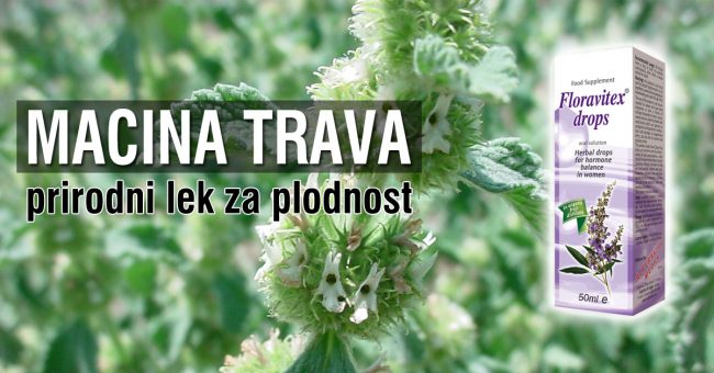 Macina-trava—prirodni-lek-za-plodnost Macina trava prirodni lek za plodnost