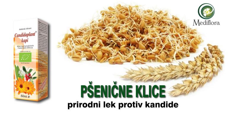 Pšenicne-klice—prirodni-lek-protiv-kandide