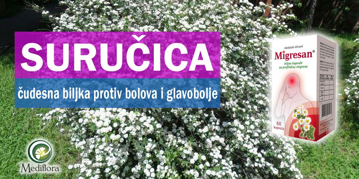 Suručica - čudesna biljka protiv bolova i glavobolje