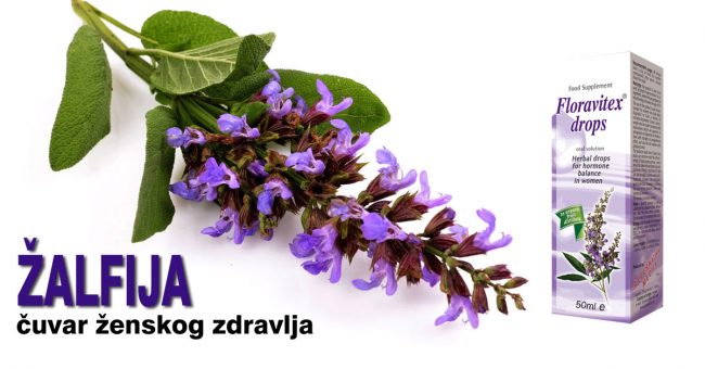 Žalfija-caj,-tinktura—cuvar-ženskog-zdravlja Žalfija čaj, tinktura - čuvar ženskog zdravlja