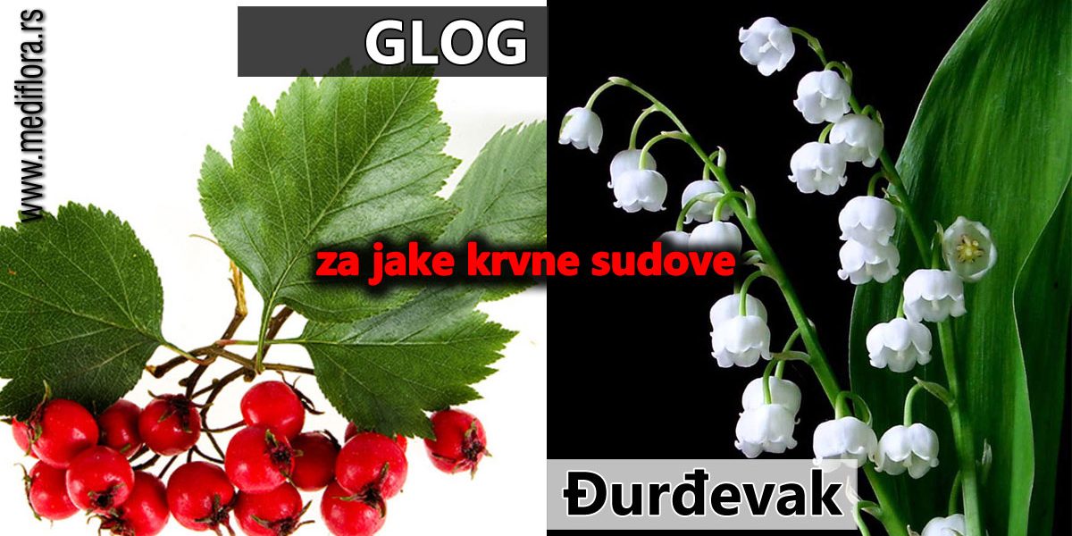 Ðurdevak-i-glog-za-jake-krvne-sudove