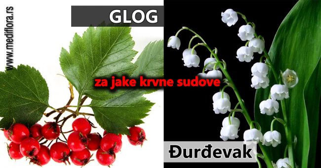 Ðurdevak-i-glog-za-jake-krvne-sudove