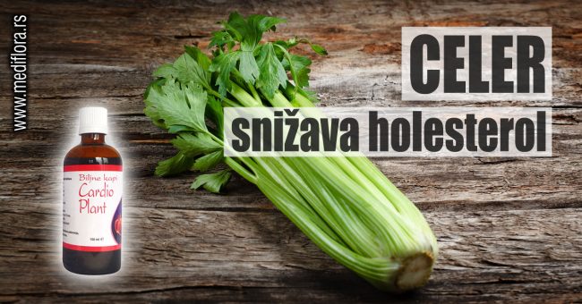 Celer-snižava-holesterol