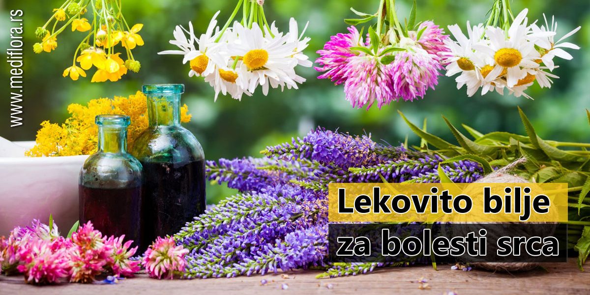 Lekovito-bilje-za-bolesti-srca Lekovito bilje za bolesti srca
