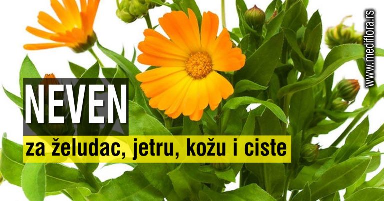 Neven-za-želudac,-jetru,-kožu-i-ciste Neven za želudac, jetru, kožu i ciste