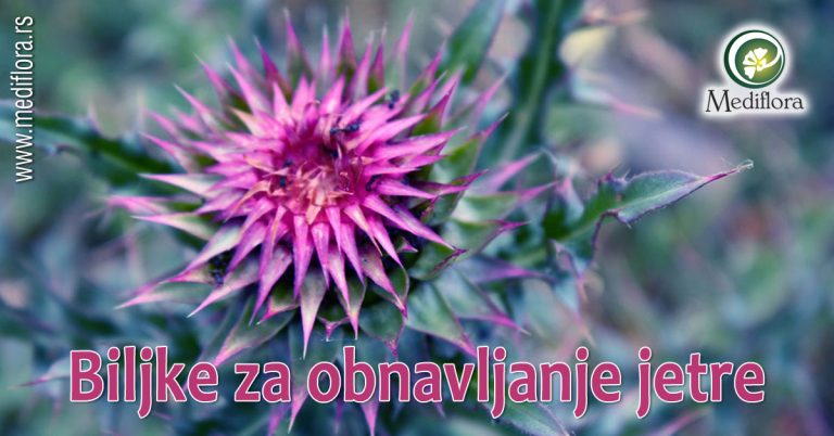 Biljke-za-obnavljanje-jetre Biljke za obnavljanje jetre