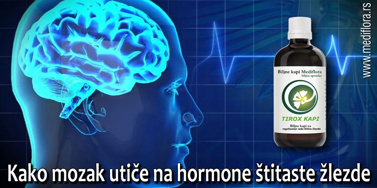 Kako-mozak-utice-na-hormone-štitaste-žlezde Kako mozak utiče na hormone štitaste žlezde