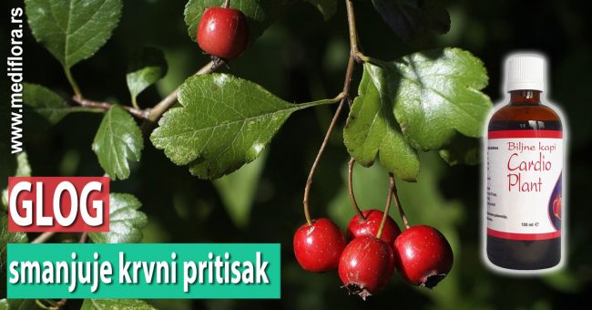 Glog-smanjuje-krvni-pritisak Glog smanjuje krvni pritisak
