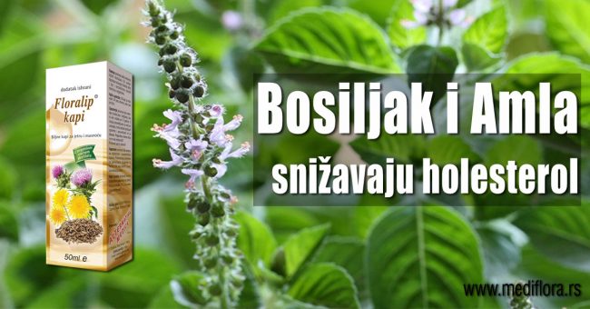 Bosiljak-i-Amla-snižavaju-holesterol Bosiljak i Amla snižavaju holesterol