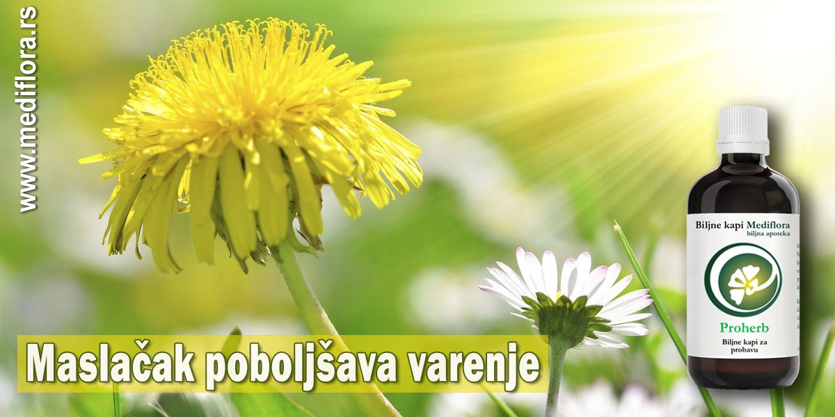 Maslačak-poboljšava-varenje Maslačak poboljšava varenje