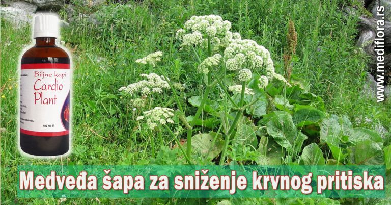 Medveđa šapa za sniženje krvnog pritiska