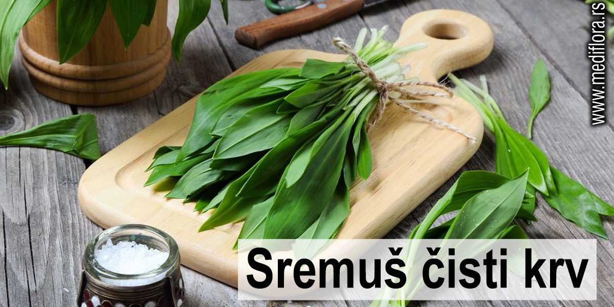 Sremuš-čisti-krv Sremuš čisti krv