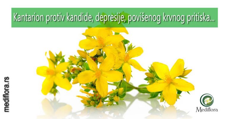 Kantarion-protiv-kandide-depresije-povišenog-krvnog-pritiska Kantarion protiv kandide, depresije, povišenog krvnog pritiska...