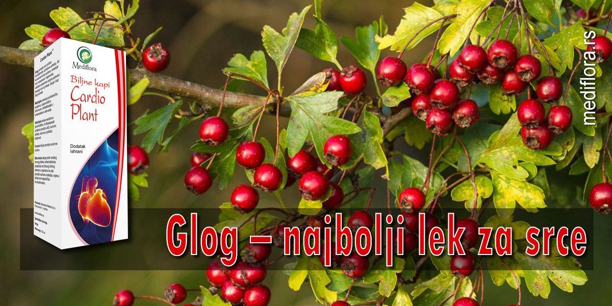Glog-–-najbolji-lek-za-srce Glog – najbolji lek za srce
