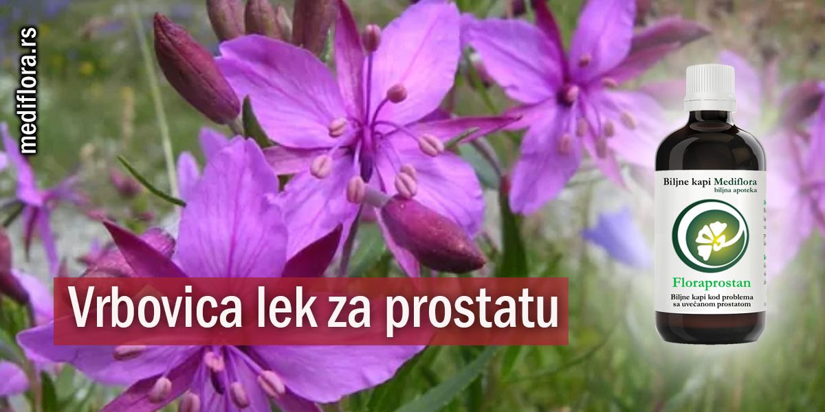 Vrbovica-lek-za-prostatu Vrbovica lek za prostatu